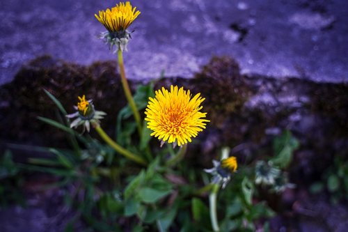 dandelion  bloom  yellow