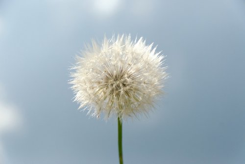 dandelion  plant  nature