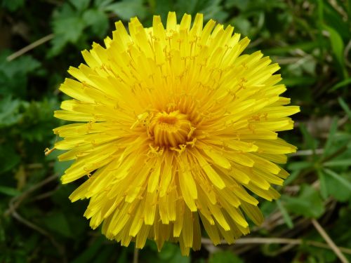 dandelion pointed flower flower