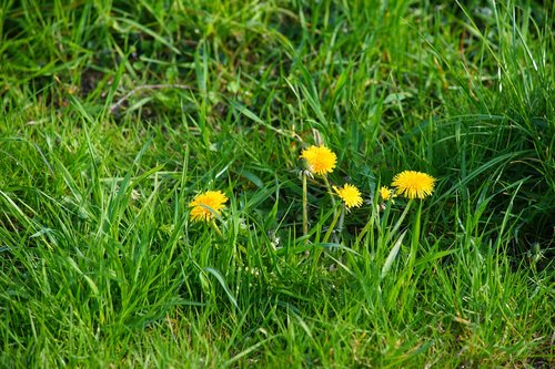 dandelion  meadow  plant