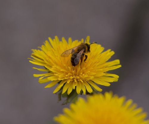 dandelion  bee  yellow