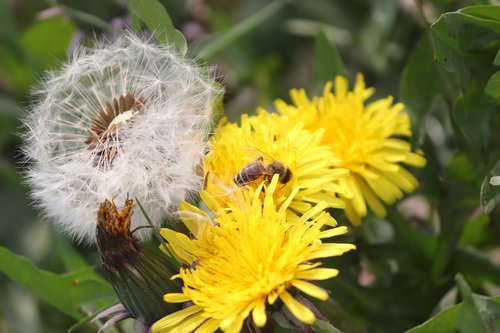 dandelion  blossom  bloom