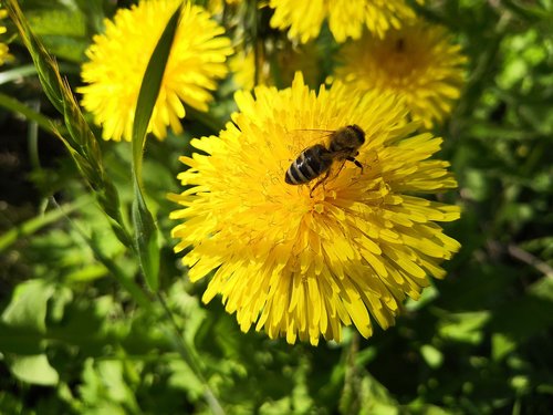 dandelion  bee  grass