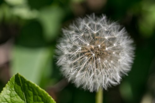 dandelion  seeds  close up