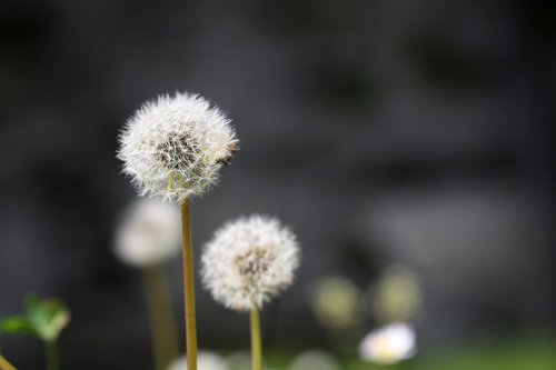 dandelion  seeds  close up