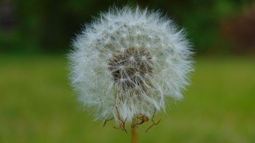 dandelion flower plant