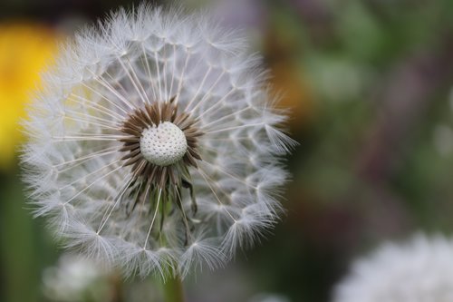 dandelion  close up  nature