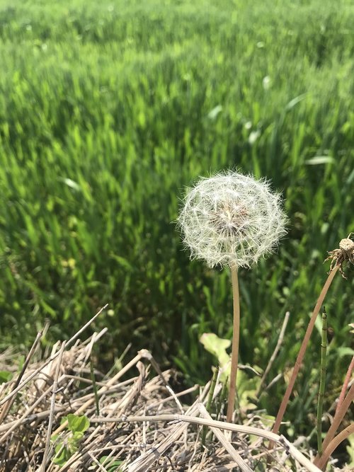 dandelion  farmland  nature