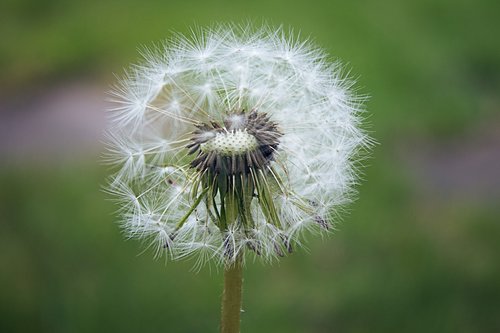 dandelion  nature  plant