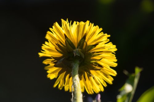 dandelion  backlighting  yellow