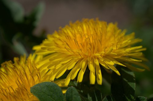 dandelion  spring  yellow