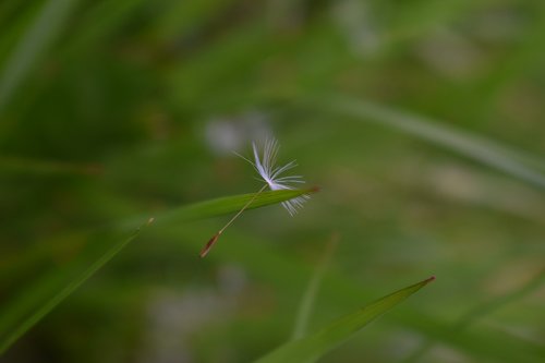 dandelion  seed  grass