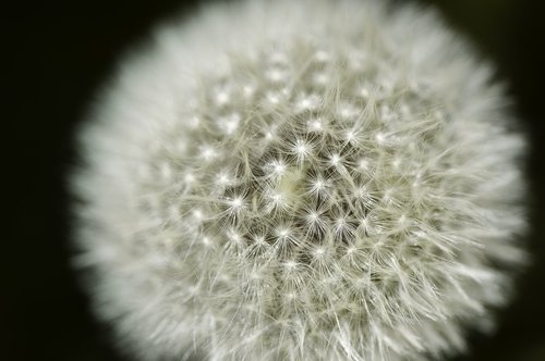 dandelion  flower  close up