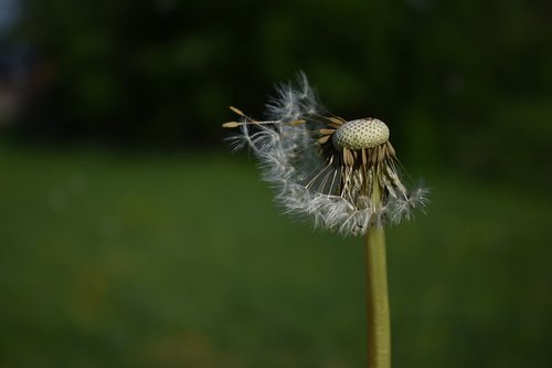 dandelion  flower  pointed flower