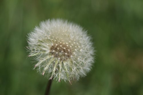 dandelion  macro  spring