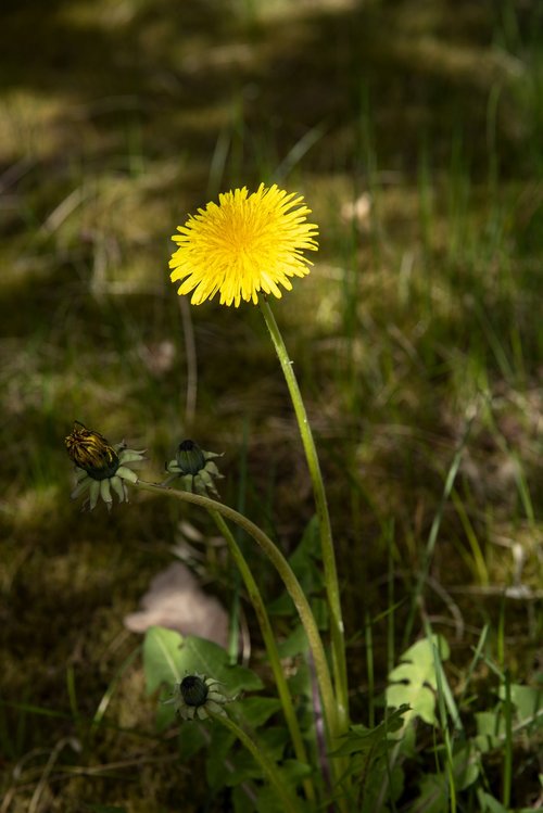 dandelion  weeds  nature