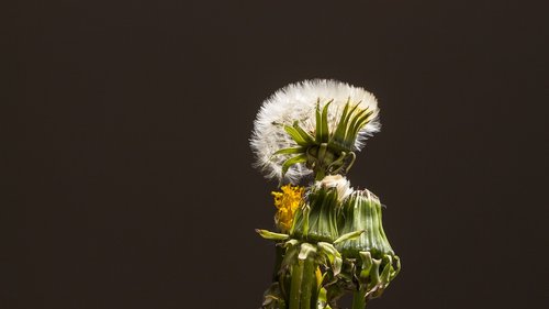 dandelion  faded  seeds