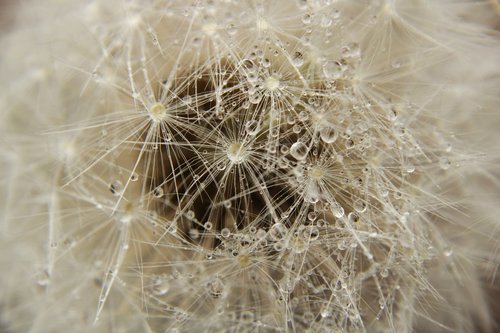 dandelion  close up  meadow