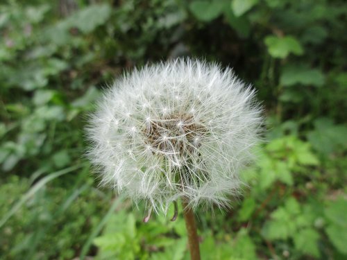 dandelion  close up  blossom