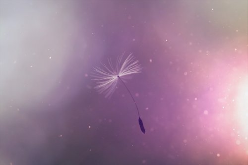 dandelion  umbrella  flying