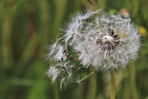 dandelion  dandelions  the backlight