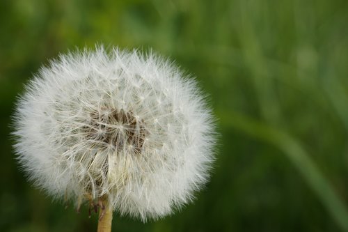 dandelion  white  nature