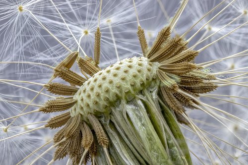 dandelion  taraxacum  seeds