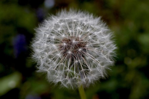 dandelion  flower  close up