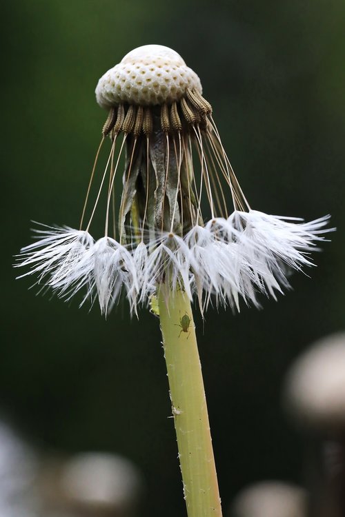 dandelion  seeds  nature