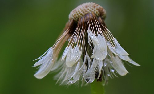 dandelion  wet  seeds