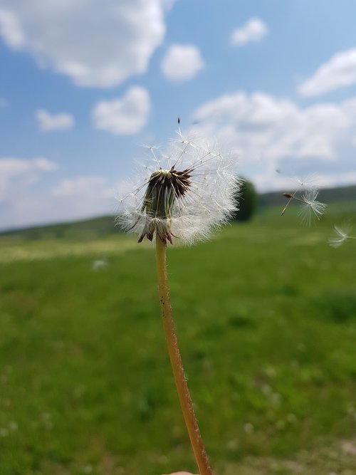 dandelion  wind  plant