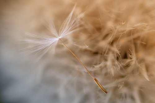 dandelion  seeds  slightly