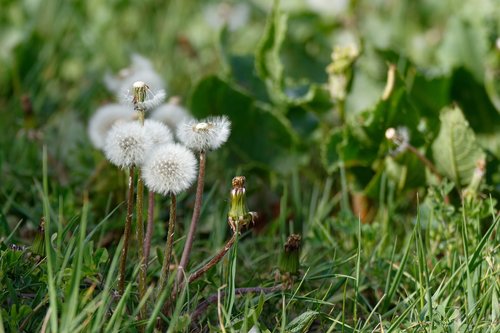 dandelion  dandelions  sonchus oleraceus