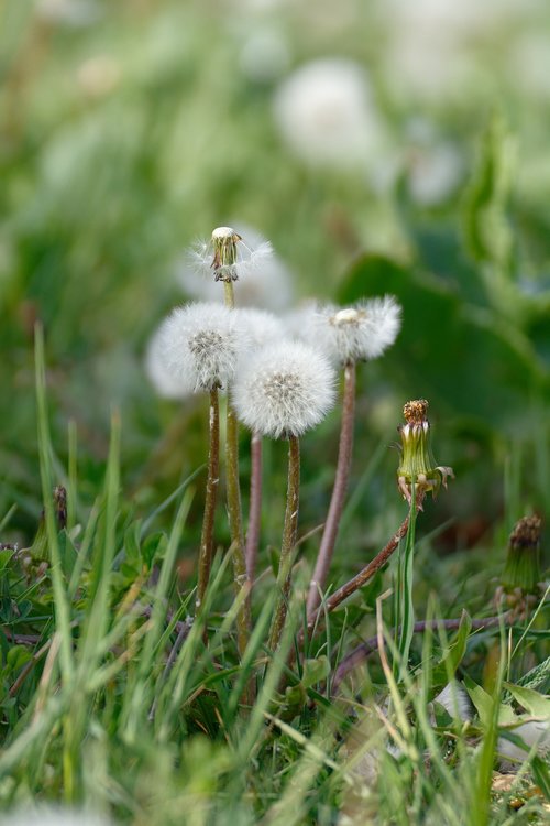 dandelion  dandelions  sonchus oleraceus