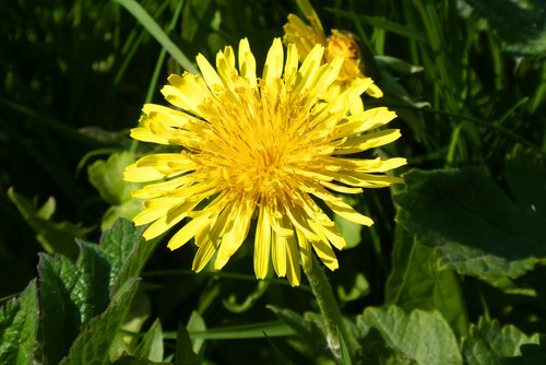 dandelion  berm  flower