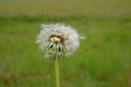 dandelion  meadow  nature