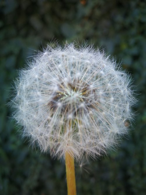 dandelion  flower  ask for desire