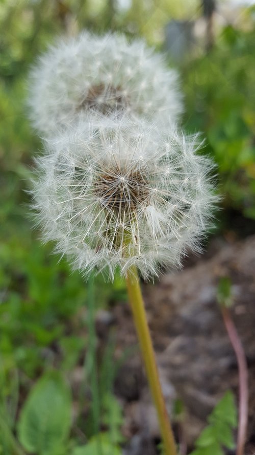 dandelion  nature  plant