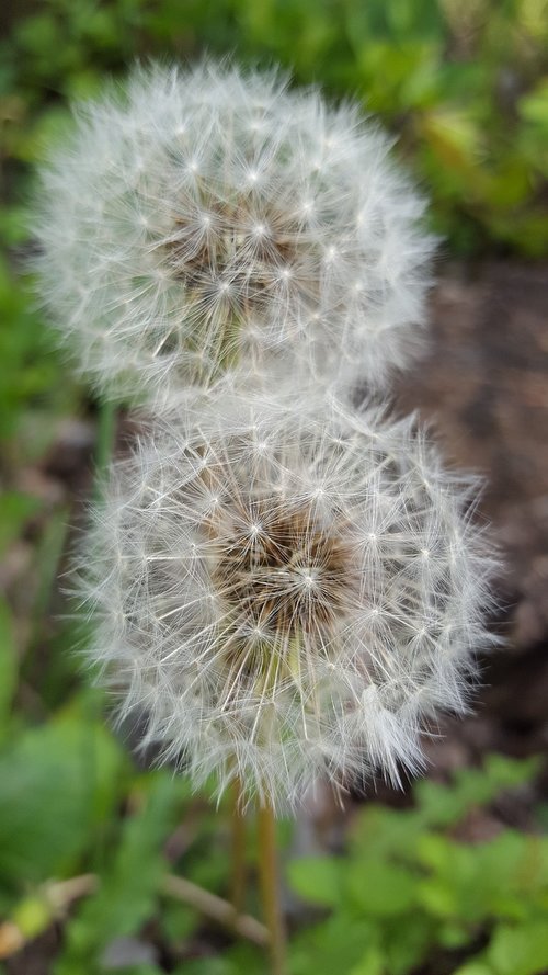 dandelion  blossom  bloom