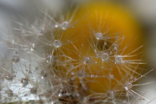 dandelion  drops  water