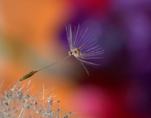 dandelion  drops  water