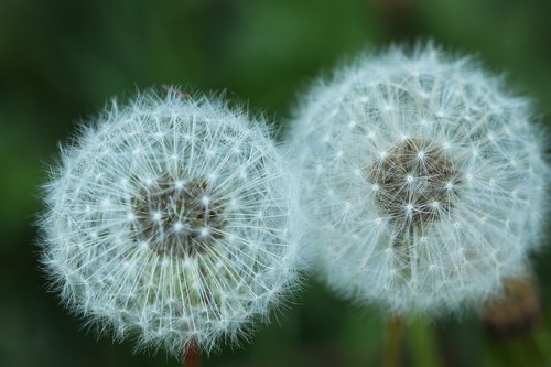 dandelion  two  flower