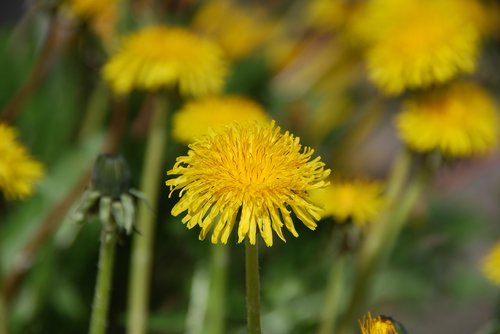 dandelion  yellow  spring