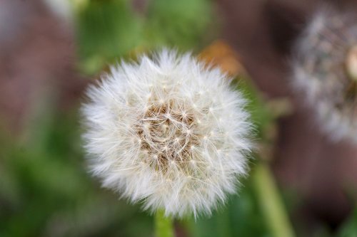dandelion  fluff  nature