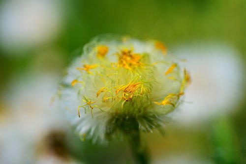 dandelion  flower  puffball