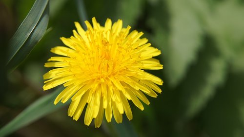 dandelion  yellow  nature