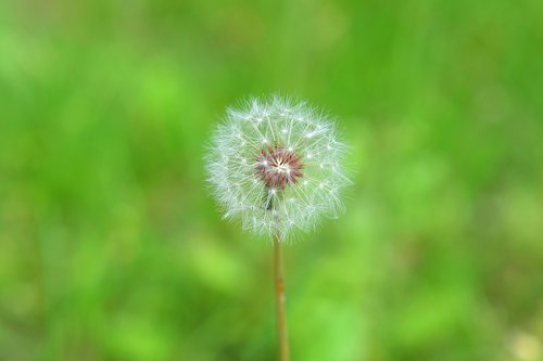 dandelion  mr hall  garden