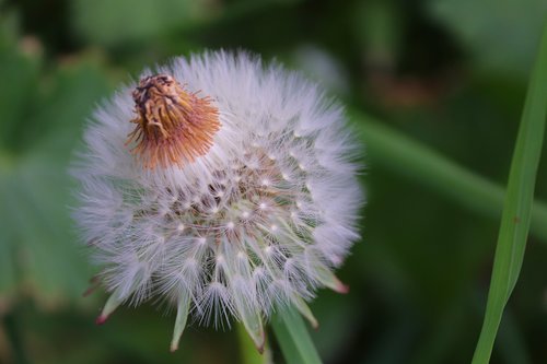 dandelion  individually  faded