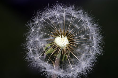 dandelion  seeds  plants