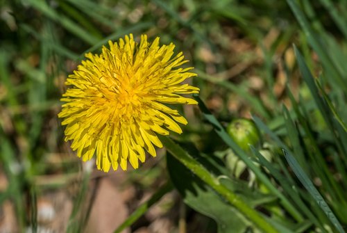 dandelion  yellow flower  green meadow